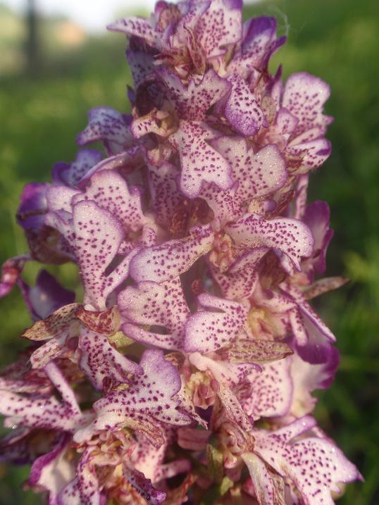 Orchis purpurea mostruosamente bella!